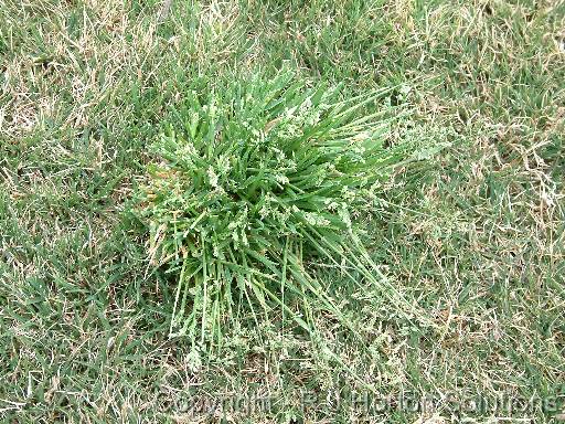 Wintergrass Couch 